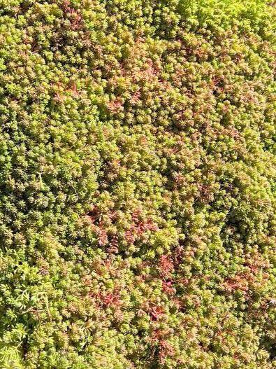 Рулонный многолетник Очиток микс / Sedum mix рулонный