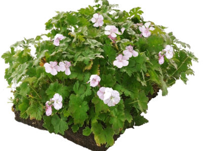 Герань кембриджская "Bicovo" / Geranium cantabrigiense "Bicovo", в модулях
