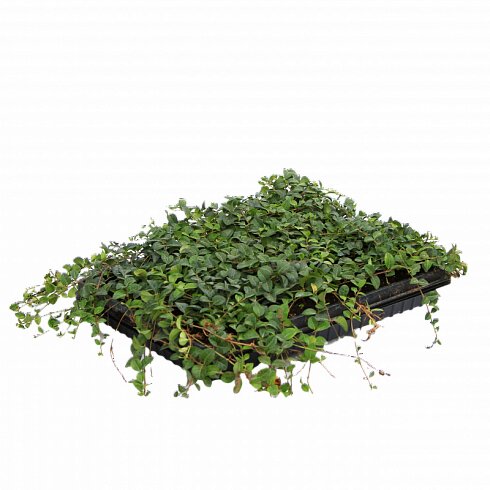 Барвинок малый / Vinca minor, в модулях
