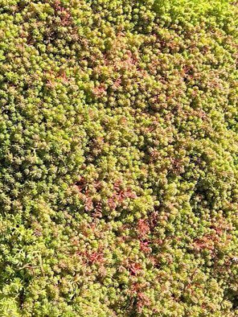 Рулонный многолетник Очиток микс / Sedum mix рулонный