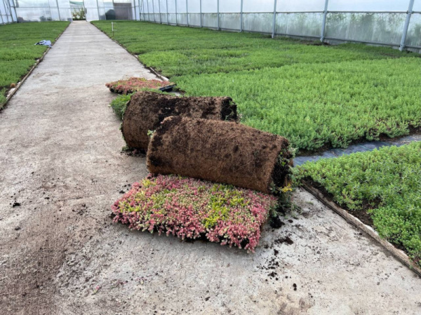 Седум микс / Sedum mix, в модулях