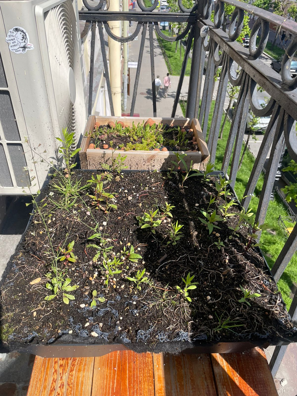 Тайная жизнь зеленой кровли