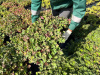 Герань кембриджская "Bicovo" / Geranium cantabrigiense "Bicovo", в модулях