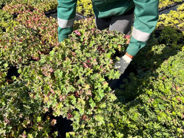 Герань кембриджская "Bicovo" / Geranium cantabrigiense "Bicovo", в модулях