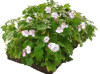 Герань кембриджская "Bicovo" / Geranium cantabrigiense "Bicovo", в модулях