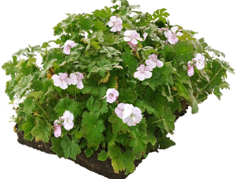 Герань кембриджская "Bicovo" / Geranium cantabrigiense "Bicovo", в модулях
