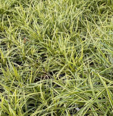 Осока Морроу / Carex morowii, в модулях