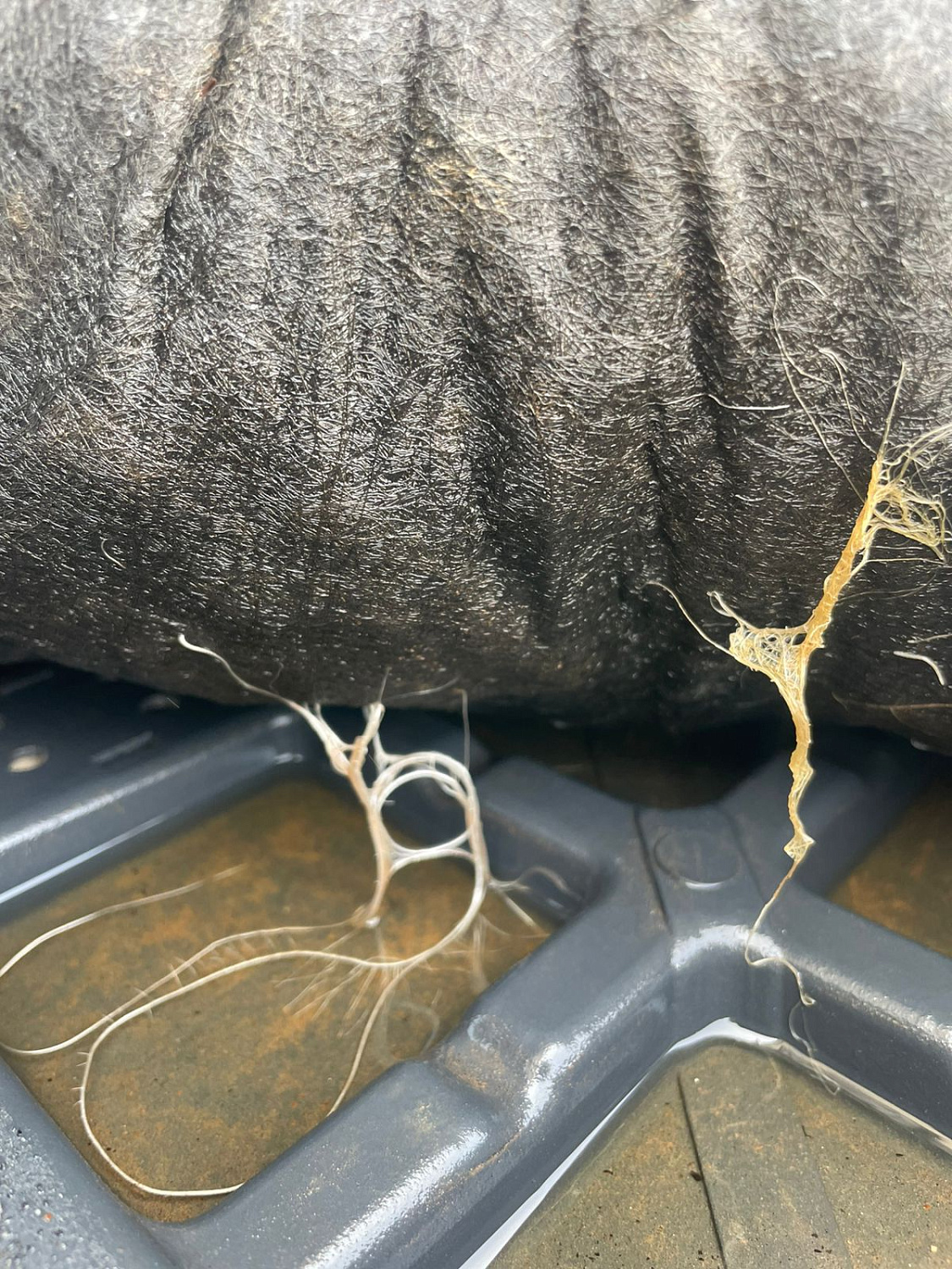 Тайная жизнь зеленой кровли