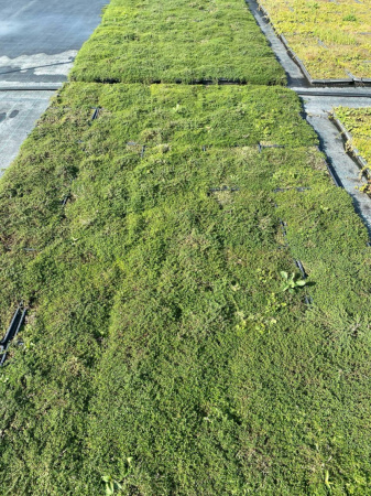 Тимьян ползучий, розовый / Thymus serpyllum рулонный