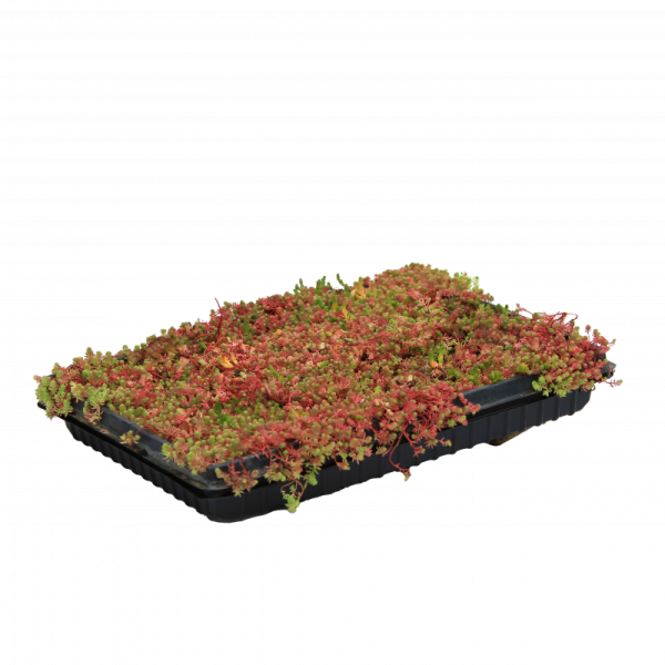 Седум микс / Sedum mix, в модулях
