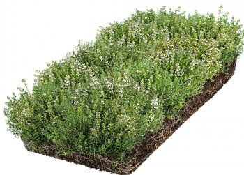 Тимьян ползучий, розовый / Thymus serpyllum рулонный