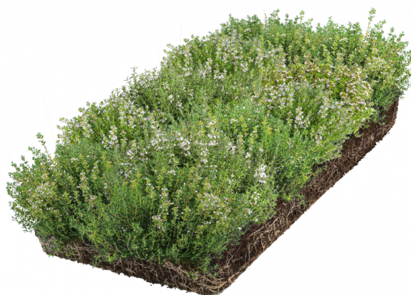 Тимьян ползучий розовый / Thymus serpyllum, в модулях