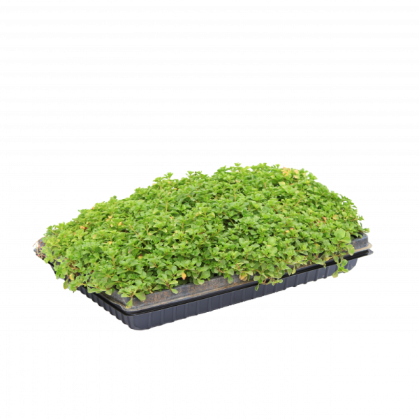 Седум микс / Sedum mix рулонный