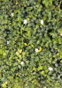 Барвинок малый Alba / Vinca minor “Alba”, в модулях