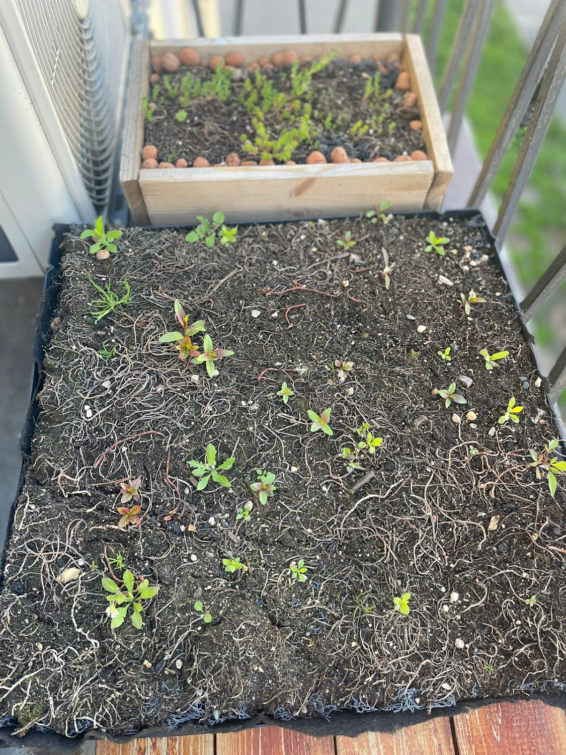 Тайная жизнь зеленой кровли