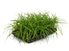 Осока Морроу / Carex morowii, в модулях