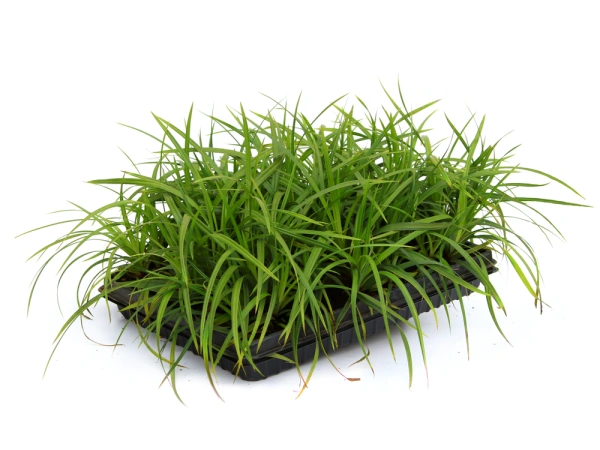 Осока Морроу / Carex morowii, в модулях