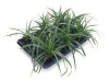 Осока Морроу "Variegata" / Carex morowii "Variegata", в модулях