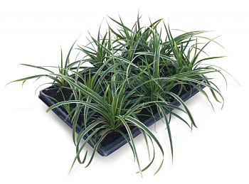 Осока Морроу "Variegata" / Carex morowii "Variegata", в модулях
