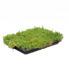 Рулонный многолетник Очиток микс / Sedum mix рулонный
