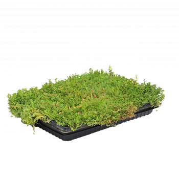 Рулонный многолетник Очиток микс / Sedum mix рулонный