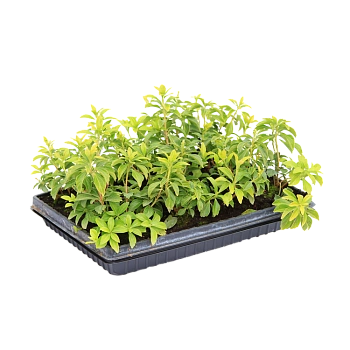 Пахизандра верхушечная "Green Carpet" / Pachysandra terminalis "Green Carpet", в модулях