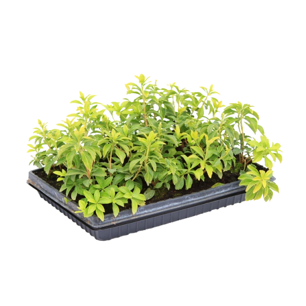Пахизандра верхушечная "Green Carpet" / Pachysandra terminalis "Green Carpet", в модулях