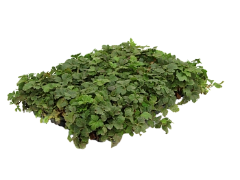 Вальдштения тройчатая / Waldsteinia ternata, в модулях