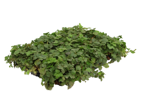 Вальдштения тройчатая / Waldsteinia ternata, в модулях